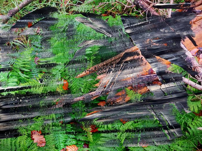 Der Wald und der Sturm, BRUCH, Markus Bollen (Fotografie)/Christian v. Grumbkow (Malerei)